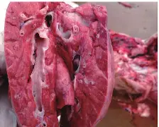 散人岛kffojvitbf8fkco